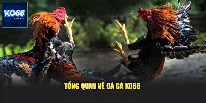 Chuyên mục đá gà KO66 sớm được phát triển