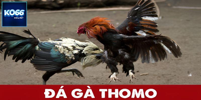 Đá gà Thomo